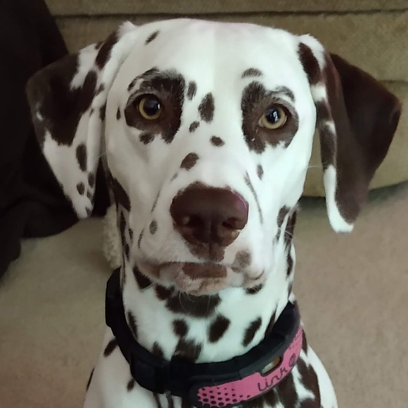 Meet your Posher, Julia - Picture 11 of 16